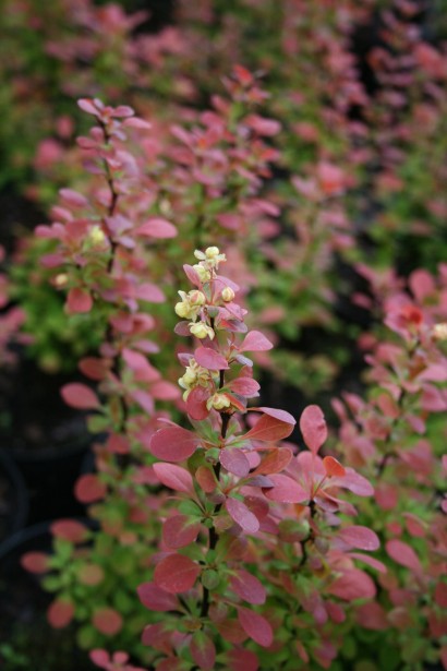 Барбарис Флоренс під час цвітіння з жовтими квітами.